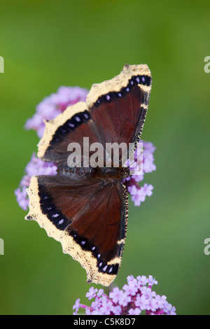 Camberwell Beauty Butterfly ; Nymphalis antiopa ; sur la verveine Banque D'Images