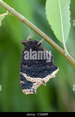 Camberwell Beauty Butterfly ; Nymphalis antiopa ; nouveaux Banque D'Images