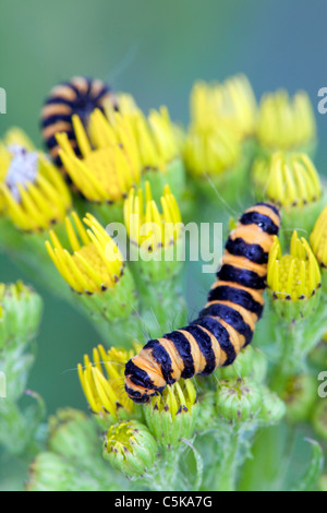 Papillon cinabre ; la Tyrie jacobaeae larve ; ; ; Cornwall séneçon Banque D'Images