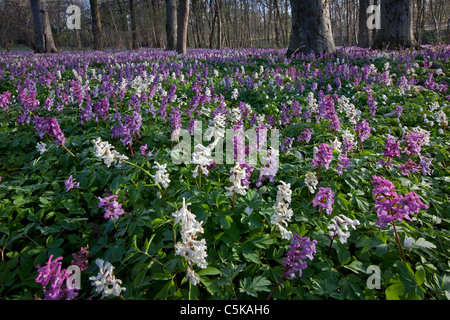 Hollowroot / bird-in-a-bush / fumewort (Corydalis cava) forêt de fleurs au printemps, Allemagne Banque D'Images