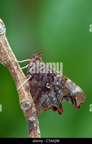 Virgule ; Papillon Polygonia c-album ; ailes ; Cornwall Banque D'Images