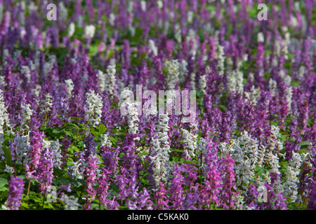 Hollowroot / bird-in-a-bush / fumewort (Corydalis cava) forêt de fleurs au printemps, Allemagne Banque D'Images