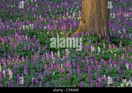 Hollowroot / bird-in-a-bush / fumewort (Corydalis cava) forêt de fleurs au printemps, Allemagne Banque D'Images