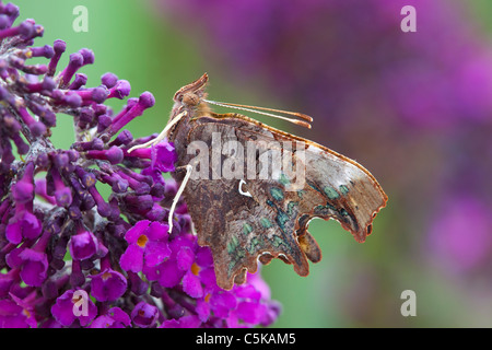 Virgule ; Papillon Polygonia c-album ; sur buddleia flower ; Cornwall Banque D'Images