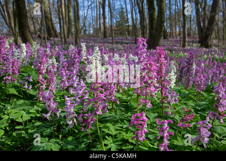 Hollowroot / bird-in-a-bush / fumewort (Corydalis cava) forêt de fleurs au printemps, Allemagne Banque D'Images