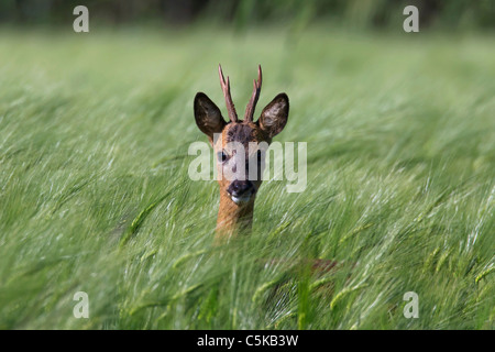 Le chevreuil (Capreolus capreolus) buck se cachant dans champ, Allemagne Banque D'Images