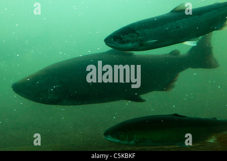 Nage du poisson par le biais des poissons passent au barrage de Bonneville Oregon Washington boarder USA Banque D'Images