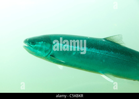 Nage du poisson par le biais des poissons passent au barrage de Bonneville Oregon Washington boarder USA Banque D'Images