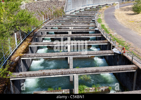 Au passage des poissons du barrage Bonneville Columbia River Gorge sur la frontière de l'Oregon Washington USA Banque D'Images