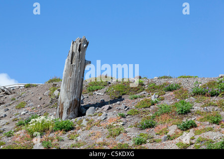 Tronc d'arbre mort et re-végétation suite à l'éruption du Mont St Helens Banque D'Images