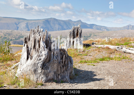 Les troncs d'arbres morts et de la végétation après l'éruption du Mont St Helens Banque D'Images