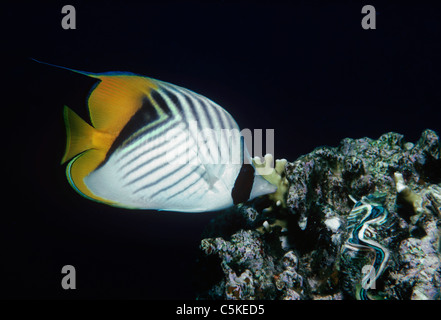 Threadfin médiocre (Chaetodon auriga). Péninsule du Sinaï, Egypte, Mer Rouge Banque D'Images