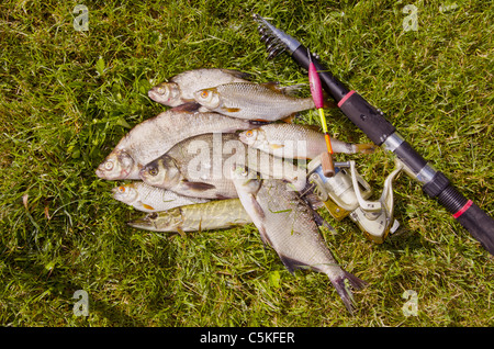 Poissons fraîchement pêchés éclairée avec soirée d'été bien mis sur l'herbe verte. Banque D'Images