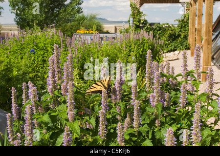 Western tiger swallowtail butterfly à Taos, Nouveau Mexique, jardin Banque D'Images