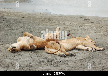 Les lions de couchage, Ngorongoro Crater Banque D'Images