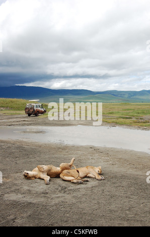 Les lions de couchage dans le cratère du Ngorongoro, Tanzanie Banque D'Images