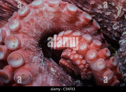 Sur les bras d'un gigantesque pieuvre du Pacifique (Enteroctopus dofleini). Colombie-britannique, Canada - Océan Pacifique Nord Banque D'Images