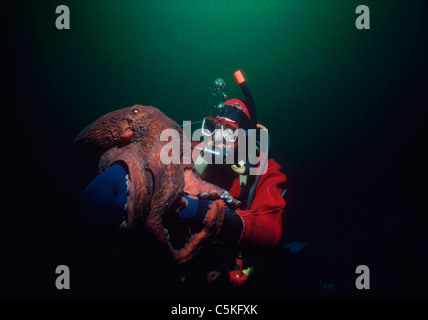Une gigantesque pieuvre du Pacifique (Enteroctopus dofleini) pesant plus de 20 Kilos interagit avec un plongeur. La Colombie-Britannique Banque D'Images