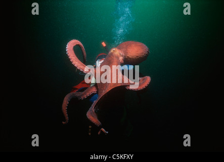 Une gigantesque pieuvre du Pacifique (Enteroctopus dofleini) pesant plus de 20 Kilos interagit avec un plongeur. L'île Victoria, Colombie-Britannique Banque D'Images