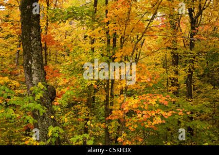 Automne arbres montrant rouge, orange et jaune des feuilles. Banque D'Images