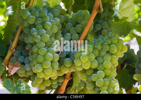 Bouquet de raisins blancs sur les prêts pour la récolte de la Vigne à Napa Valley CA. Banque D'Images