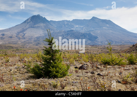 Dans la plaine de souffle repousse en face du Mont St Helens volcano Banque D'Images