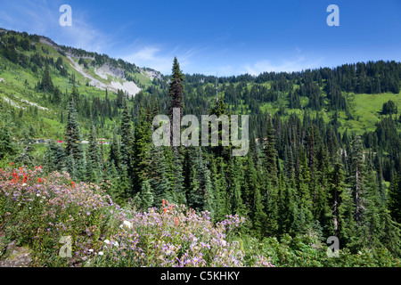 Paradise Valley Mount Rainier National Park New York USA Banque D'Images