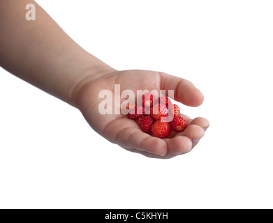 La main de l'enfant avec les fraises des bois blanc fond isolé. Banque D'Images