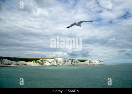 Les falaises de Douvres avec une mouette, cliché pris à partir de la voile Banque D'Images