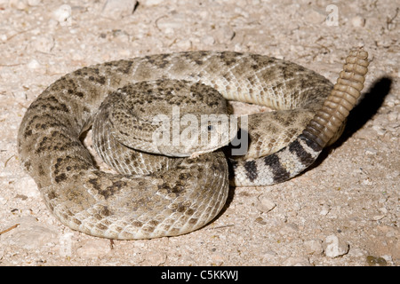 Western Diamondback rattlesnake avec hochet dans haut Crotalus atrox Texas USA Banque D'Images