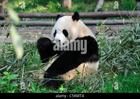 Un panda géant mange le bambou. Chengdu, Sichuan, Chine. Banque D'Images