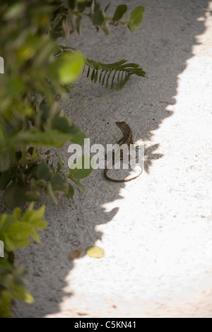 Brown Anole, Sanibel Island, FL Banque D'Images