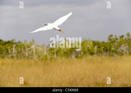 Canards en vol, Shark Valley, le Parc National des Everglades, Floride Banque D'Images