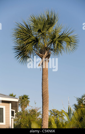 Couronne palmée et le tronc, Sanibel Island, FL Banque D'Images