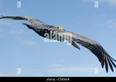 Pélican brun en altitude de croisière, Key West, Golfe du Mexique Banque D'Images