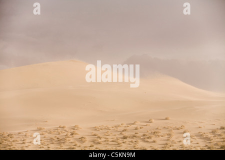 Chasse-sable dans l'Eureka Dunes, Death Valley, CA Banque D'Images