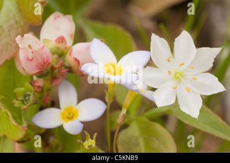 La trientale boréale, le cassandre caliculé et bluets, Falmouth, MA Banque D'Images