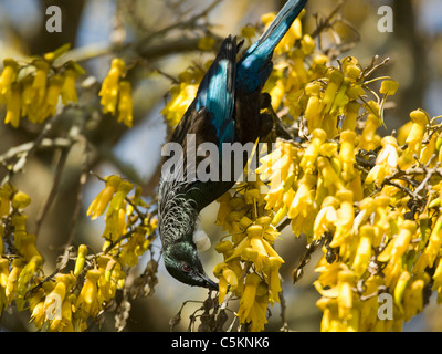 Tui mâle se nourrissant de nectar d'oiseaux dans un arbre, Kowhai New Zealand Banque D'Images