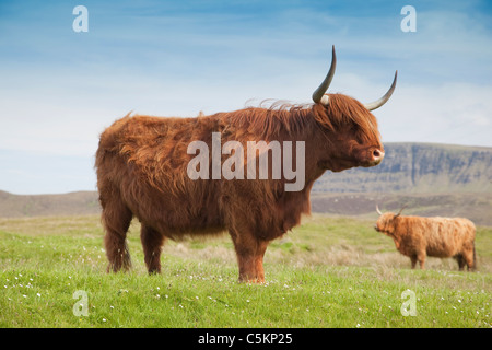 Highland cattle, Isle of Skye, Scotland, UK Banque D'Images