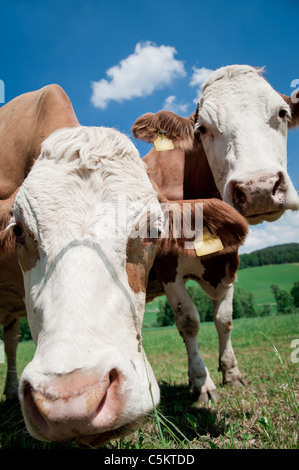 Deux vaches nosy fixant l'appareil photo Banque D'Images