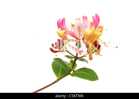 Fleur de chèvrefeuille et de feuilles isolées contre white Banque D'Images