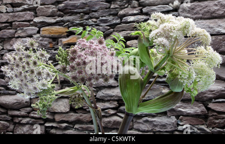 La pruche de l'eau, plante qui a tué Socrate, fleurs sauvages autochtones Banque D'Images