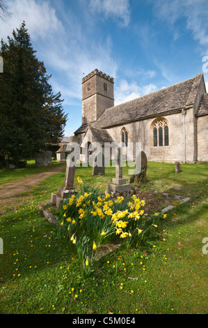 L'église St Andrew de jonquilles au premier plan, village de Cotswold Coln Rogers, Gloucestershire, Royaume-Uni Banque D'Images