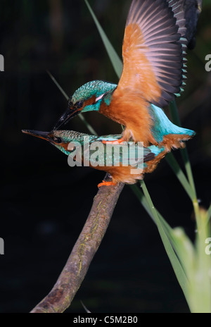 Une paire de martin-pêcheur (Alcedo atthis) dans la loi de l'accouplement Banque D'Images