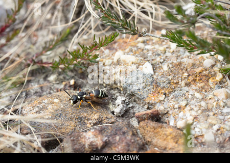 Le rare guêpe de maçon de Purbeck (Pseudepidona herrerichii) mâle. Dorset, Royaume-Uni. Banque D'Images