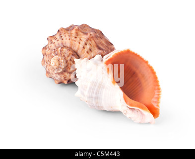 Deux coquilles de mer isolé sur fond blanc Banque D'Images