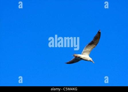 Une grande Mouette survolant un ciel bleu. Banque D'Images