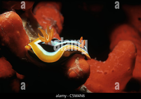 Pyjama/pyjama (Nudibranche Chromodoris quadricolor) pâturage sur une éponge plate Orange. L'Egypte, Mer Rouge. Banque D'Images