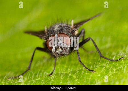 Bleue, Calliphora vomitoria, mouche, UK Banque D'Images