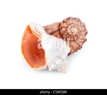 Deux coquilles de mer isolé sur fond blanc Banque D'Images